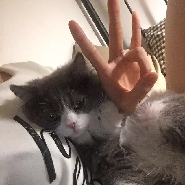 宣琛锦爽